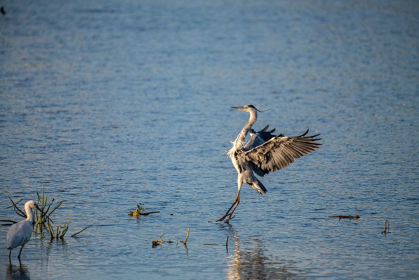 Clumsy landing Blue Heron looks a bit dishevelled by the headwind. by Brian Morgan