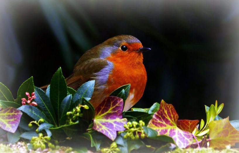 Miss Robina (Roodborstje) van Caroline Lichthart