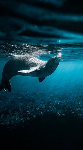 Sous la mer