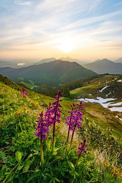 Flowery view over the Allgäu Alps by Leo Schindzielorz
