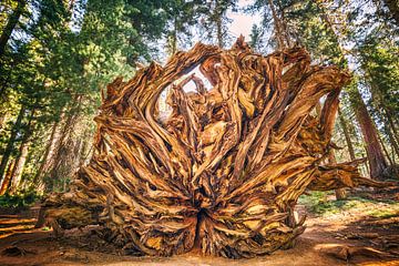 Riesenwurzel von Joseph S Giacalone Photography