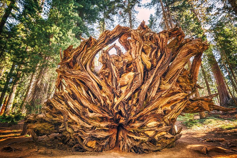 Giant Root by Joseph S Giacalone Photography