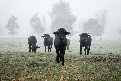 Majestueuze Stieren in Mistige Landschap Buffel