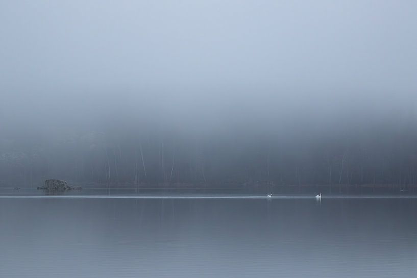 Lonely Swans in a moody setting by Shotz by Mindy