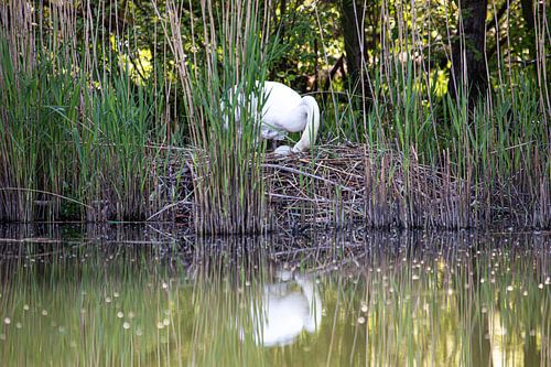Mutter Schwan spinnt ein Ei