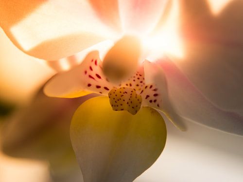 Orchidee  / Bloem / Blad / Natuur / Licht  / Roze / Geel / Wit / Warm / Close-Up Macro