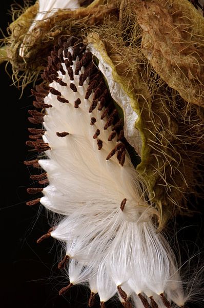 Öffnen Sie Kapsel von Margot van den Berg
