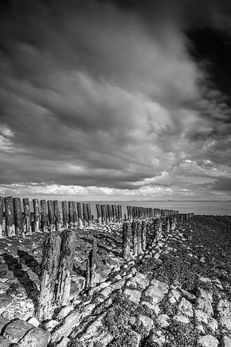 Mastkopf schwarz weiß