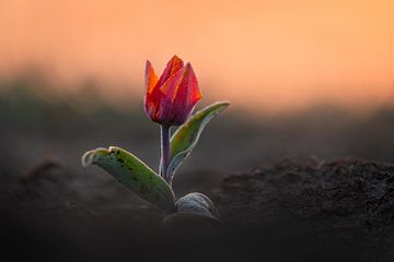 Tulpe bei Sonnenaufgang | Naturfotografie | Blumen von Marijn Alons
