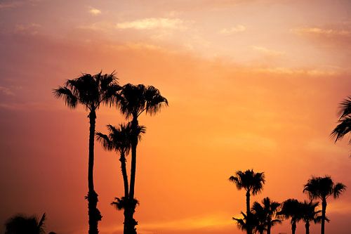 Glühend unter Palmen