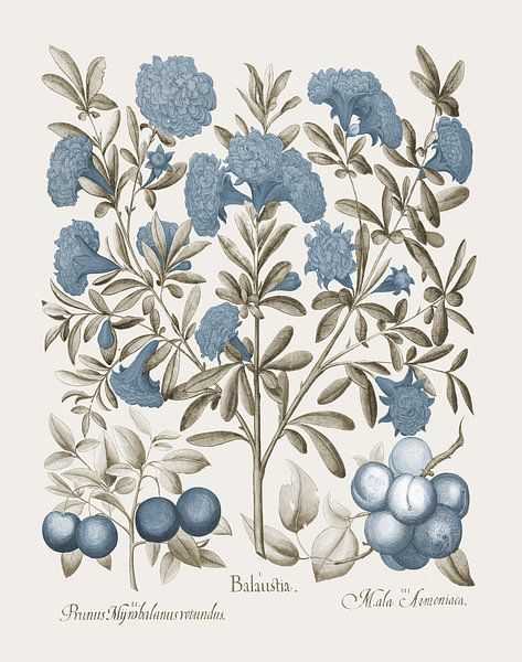 Basilius Besler - Fleurs et prunes par finemasterpiece