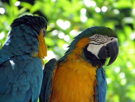 Ara's van richard de bruyn