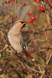Bully von Hans van Leen