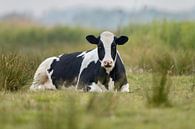 Koe in het weiland von Menno Schaefer Miniaturansicht