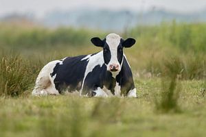 Cow sur Menno Schaefer