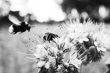 Bloemetjes en bijtjes in zwart wit van Nick van Dijk
