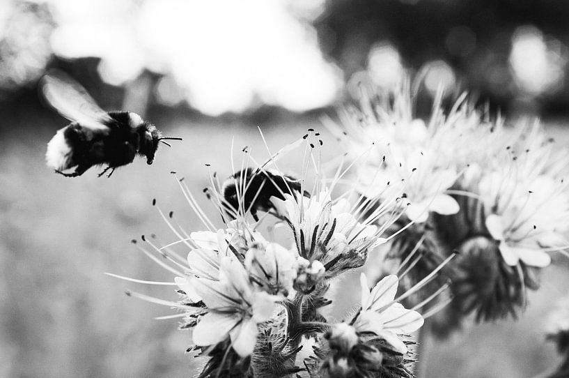Fleurs et abeilles en noir et blanc par Nick van Dijk