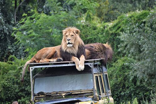 Löwe auf Landrover