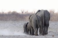 Olifanten achterkanten