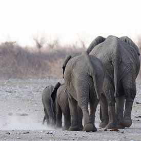 Elefantenrücken von Petervanderlecq
