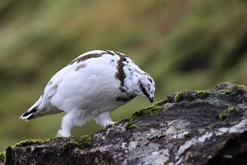 Alpenschneehuhn im Hochland von Iceland