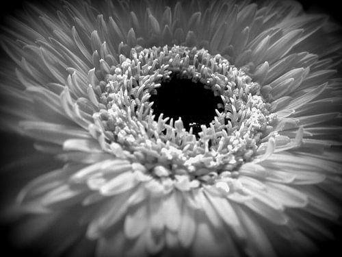 White Gerbera