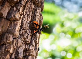 The butterfly and the wasp by Anke Kaal