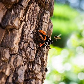 Der Schmetterling und die Wespe von Anke Kaal