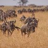 Grande migration Gnous Serengeti sur Bob Hogenkamp