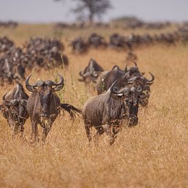 Grote Migratie Gnoes Serengeti van Bob Hogenkamp