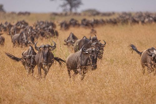 Grande migration Gnous Serengeti sur Bob Hogenkamp