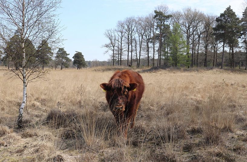 Ontmoeting van Linda de Klein