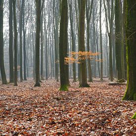 Schweben im Nebel von Elisa Sánchez Correa