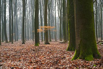 Schweben im Nebel von Elisa Sánchez Correa