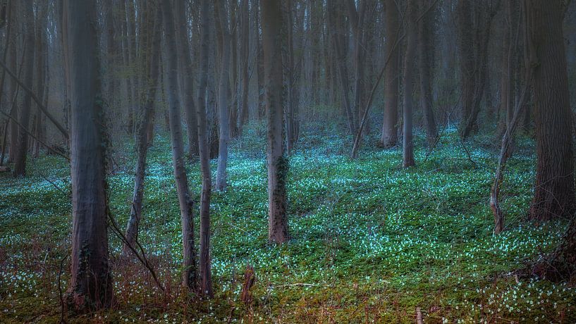 Spring is here by Wim van D