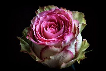 Betoverende roos in roze en geel van marlika art