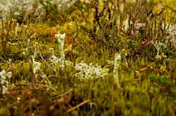 Pilz in Herbstfarben von Merijn Loch Miniaturansicht