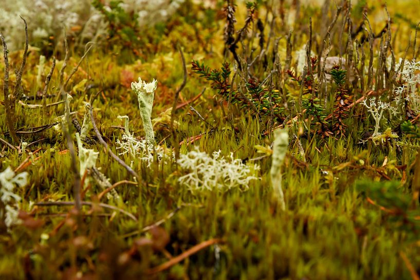 Pilz in Herbstfarben von Merijn Loch