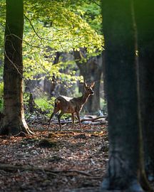 A roe deer in the woods