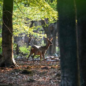 A roe deer in the woods by Tom Zwerver