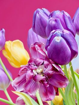 Tulips: Pink, purple and a little bit of yellow