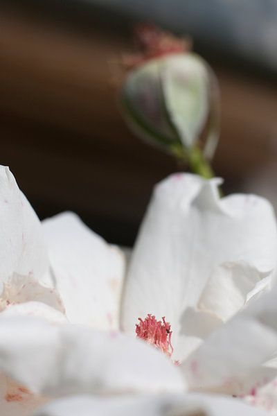 rozen in bloei von Karin Keesmaat Kijk-Kunst