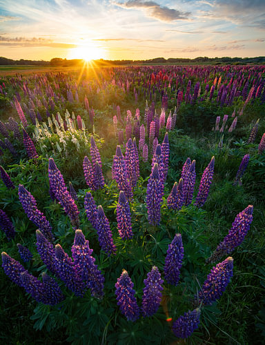 Lupin field at sunset