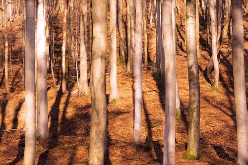 Des arbres au soleil.