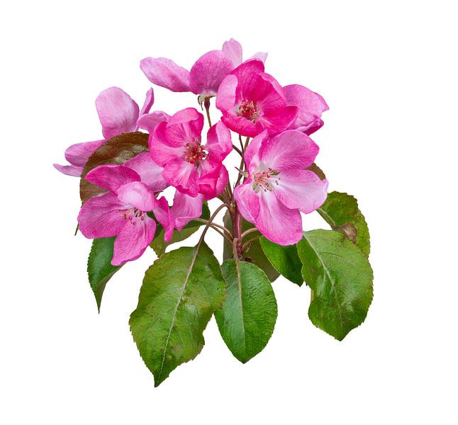 Roze appelbloesems op een witte achtergrond van ManfredFotos