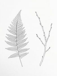Botanica Thin – Farn- & -Zweig-Umriss von nekochan23