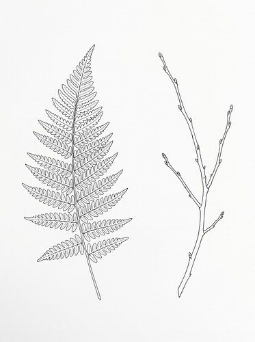 Botanica Thin — Fern & Branch Outline