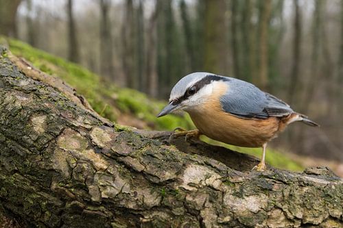 nuthatch wide angle close up