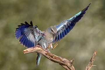 Scarifier lands on tree stump by Robert Jan Smit