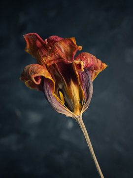 Verdorde oranje tulp op een donkere achtergrond van Andreas Berheide Photography